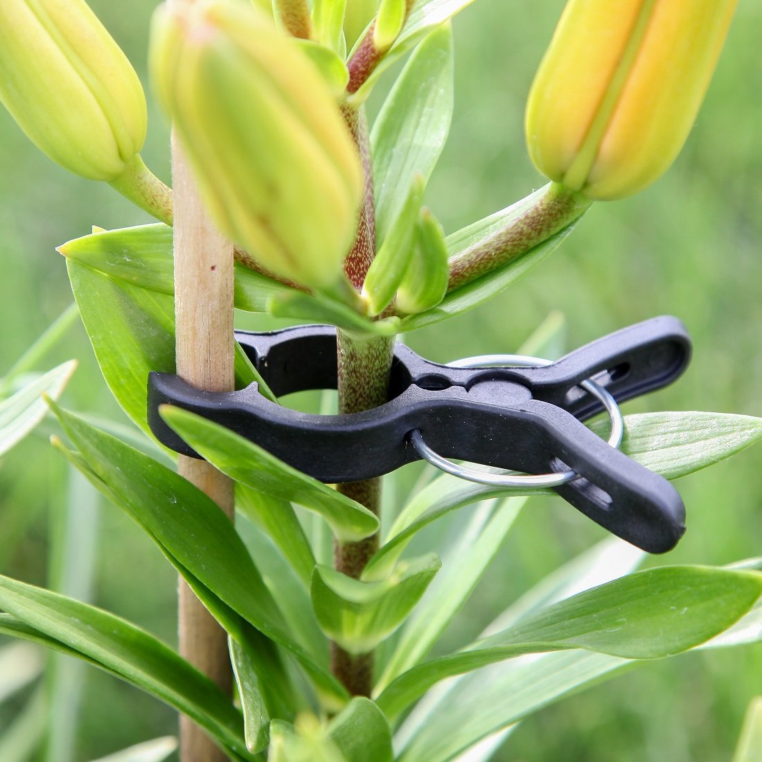 Home-x primavera Cargado jardín Plant Clips. 10 unidades.: Amazon ...