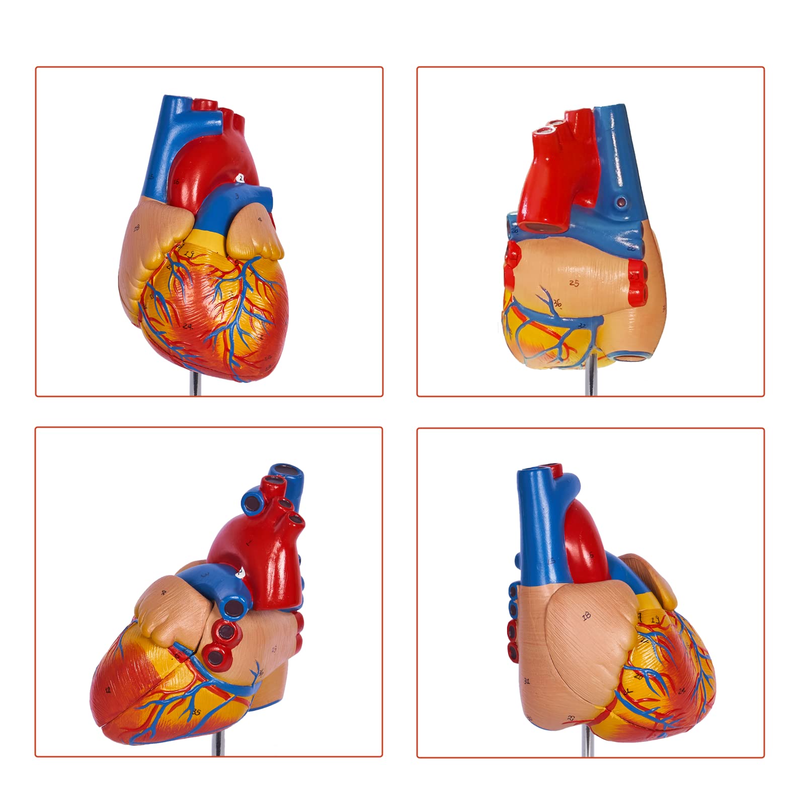 Mua breesky Life Size Human Heart Model, Anatomically Accurate 2 ...