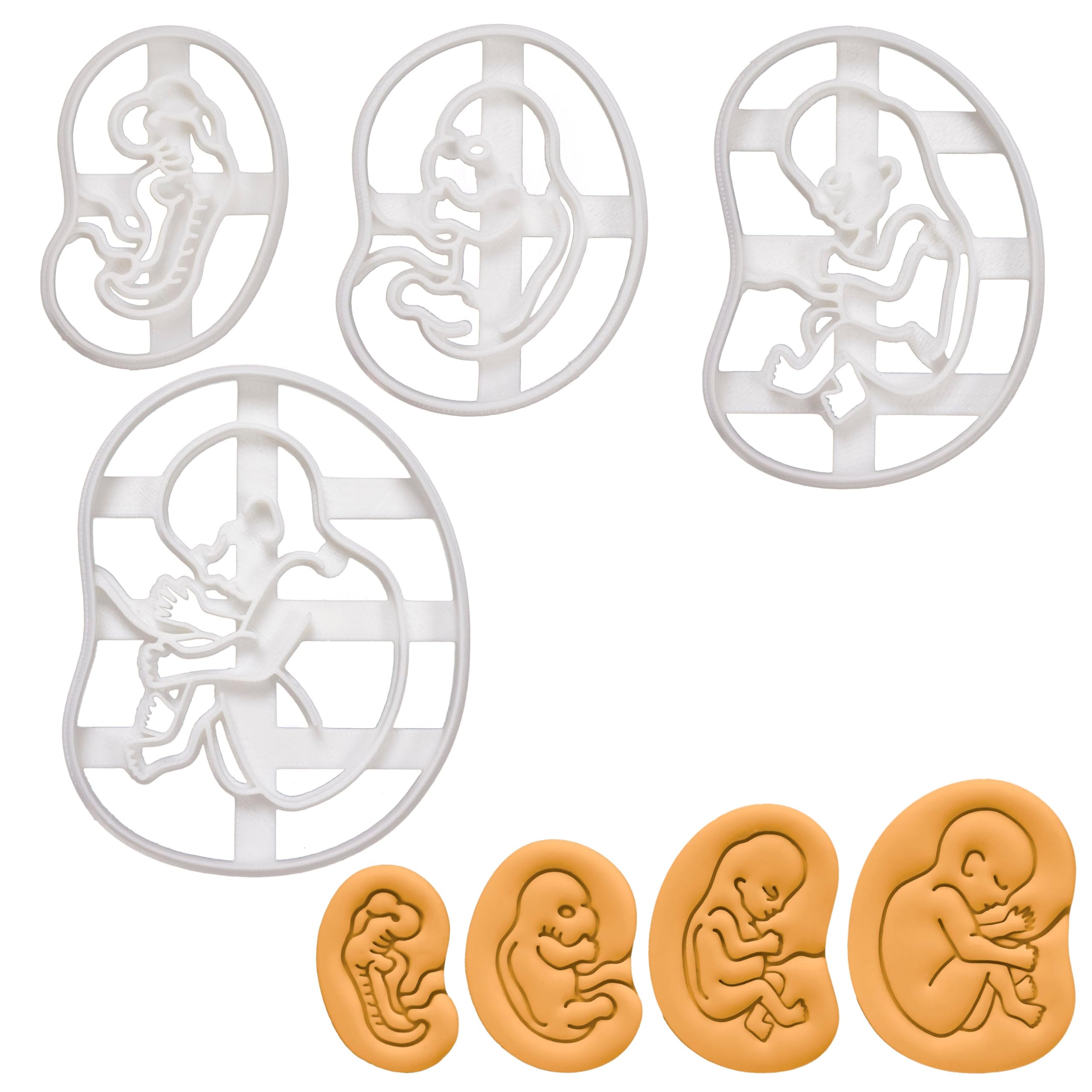BAKERLOGY Set of 4 Fetal Development Cookie Cutters (4, 7, 10 & 20 Weeks) - Detailed Design, Dishwasher Safe, Ideal for Dough, Fondant, Clay
