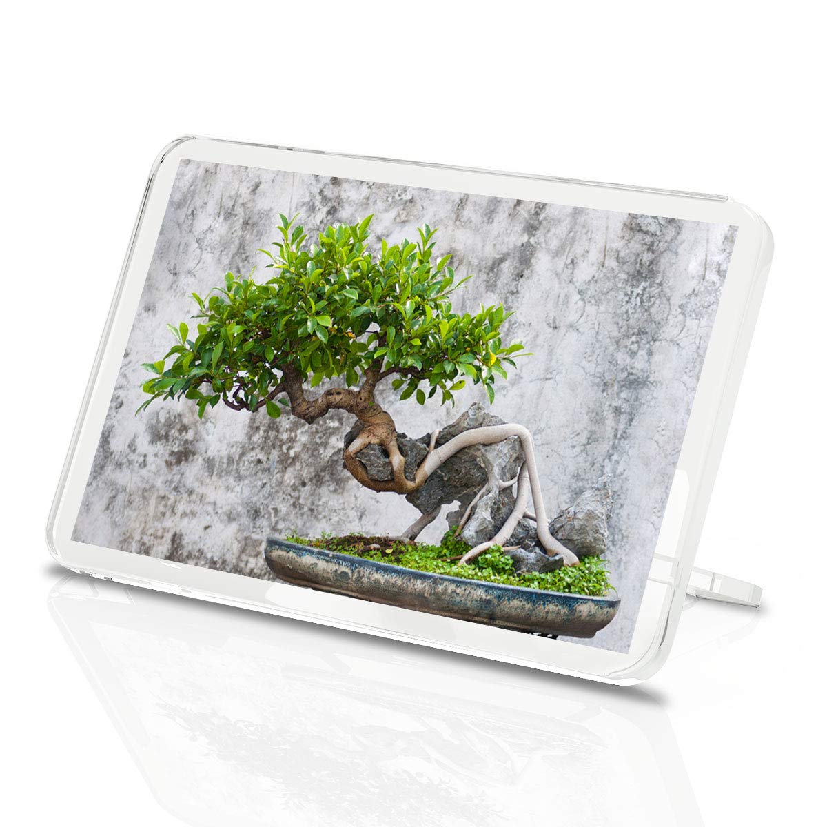 Imán de cocina para nevera de Bonsai Tree Nature Plants Old Grow ...