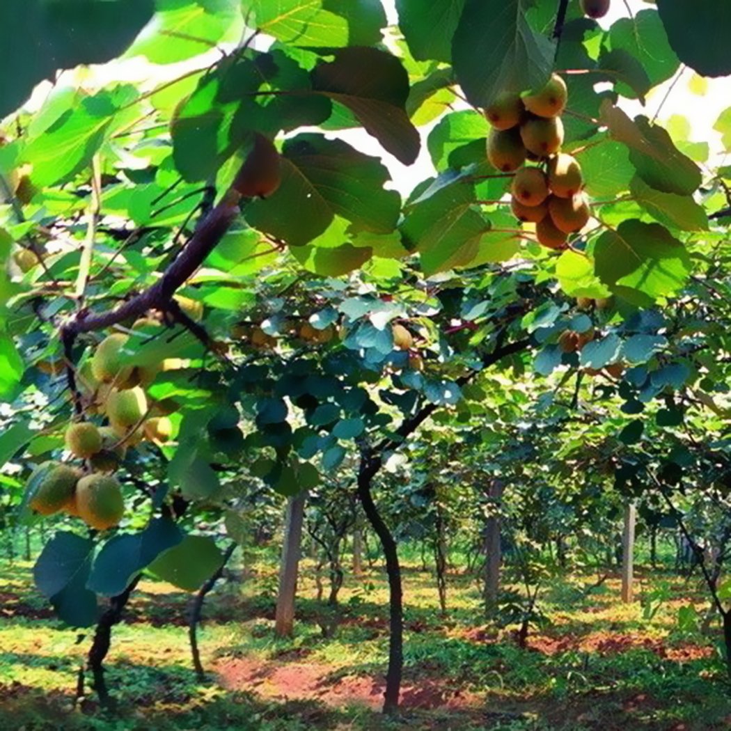 Edited 50 STÜCKE Actinidia Chinensis Samen Kiwis Samen Süße Frucht Haus Garten Pflanzen, Kiwi selbstfruchtend Actinidia chinensis, Kiwi