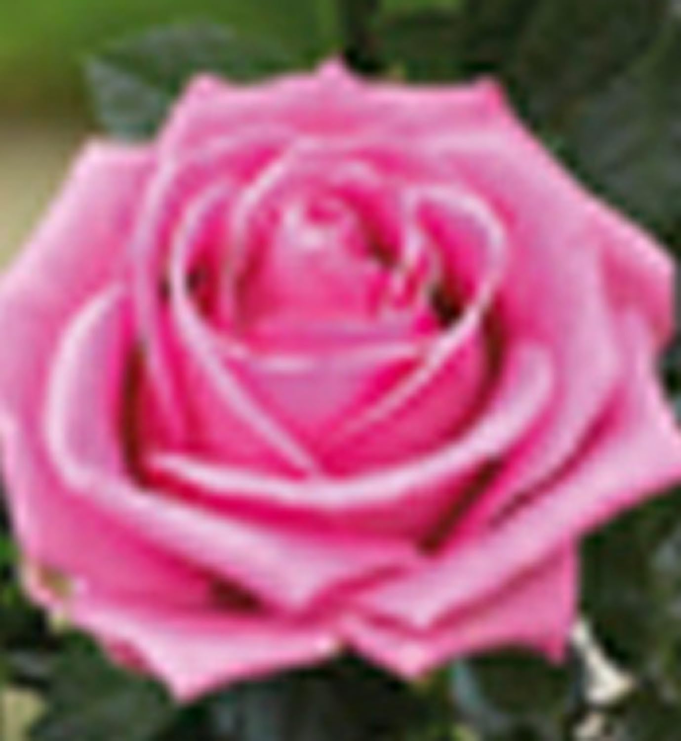 mum in a million rose marks and spencer