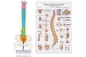 breesky Scientific Mini Spine Model, 15.5’’ Anatomical Spine Model with All Nerves, Human Anatomy Model with Stand for Instruction, Study and Display