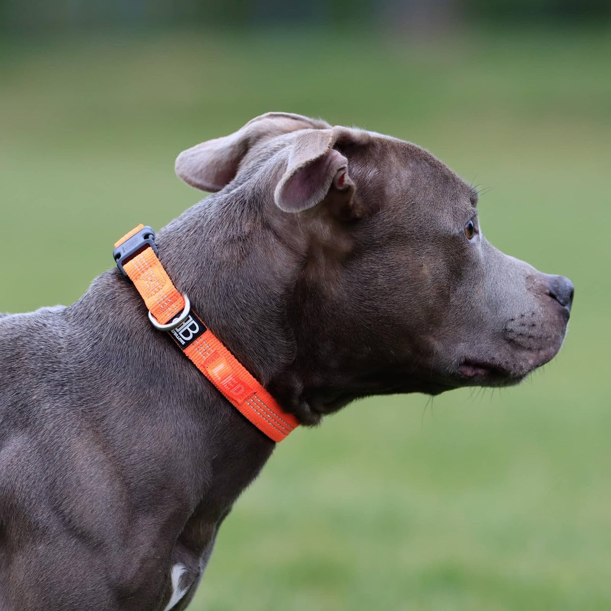 Active Casual Dog Collar in Cotton & Mesh Design, Lightweight and Adjustable, Comfortable for Dogs |Orange | Large