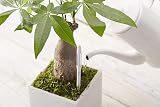 SUStee Watering Indicator Set of 5 Large Black - Smart Plant Hydration view 5