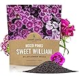 Sweet William Seeds – Mixed Pink Colors – Extra Large 1oz Packet – Over 30,000 Open Pollinated Non-GMO Flower Seeds – Dianthus barbatus