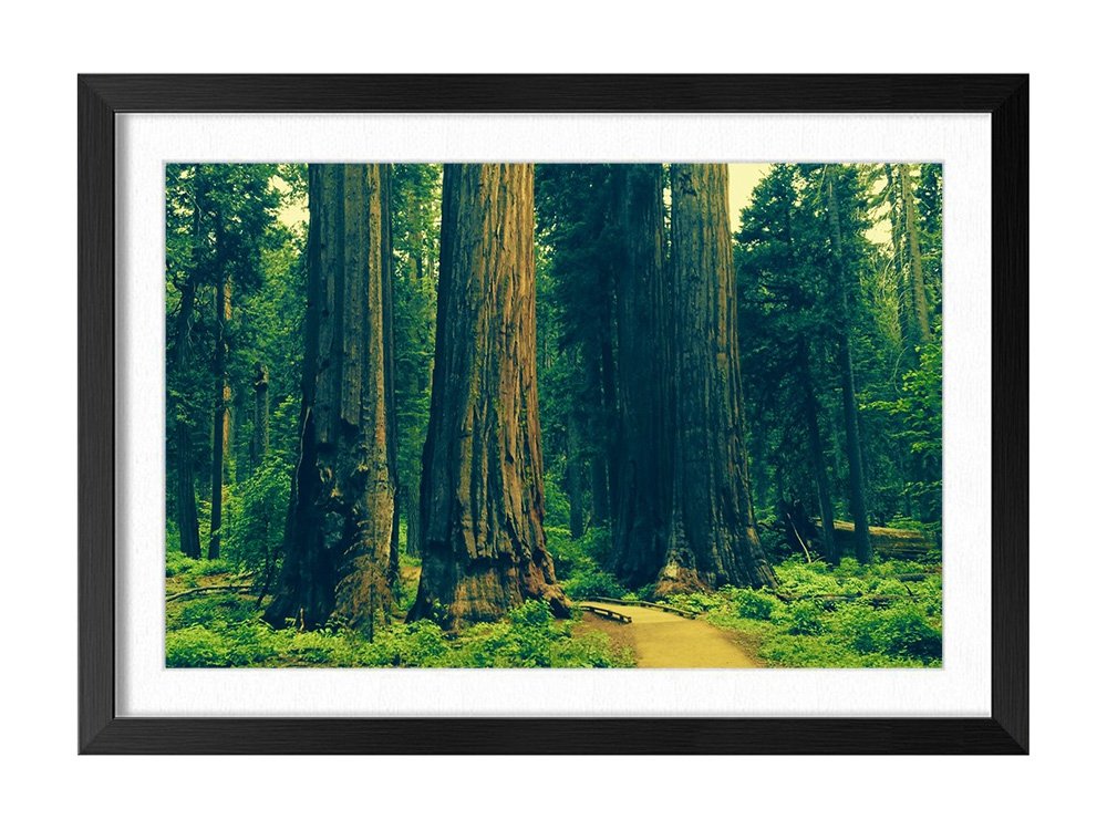 Amazon Com Forest Green Big Tree N0013 Natural Scenery