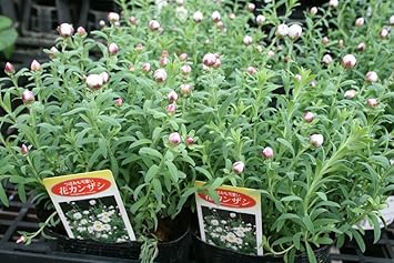 Amazon 送料込 寄せ植えにも 花かんざし3ポットセット オリジナル 花 Amazon 送料込 寄せ植えにも 花かんざし3ポットセット オリジナル 花