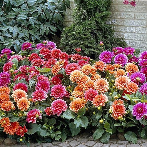 Dahlia Tubers - Border Mix - Bag of 10, Late Summer/Mixed Colored Flowers
