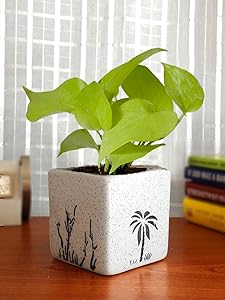 Rolling Nature Good Luck Air Purifying Live Golden Money Plant in White Square Aroez Ceramic Pot