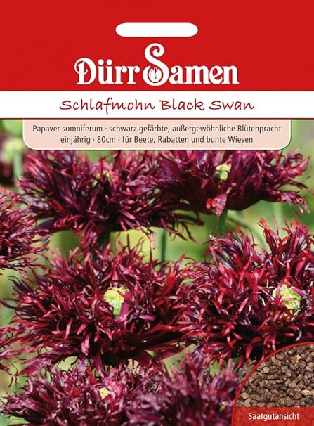 Schlafmohn, Black Swan, Papaver somniferum, ca. 250 Samen