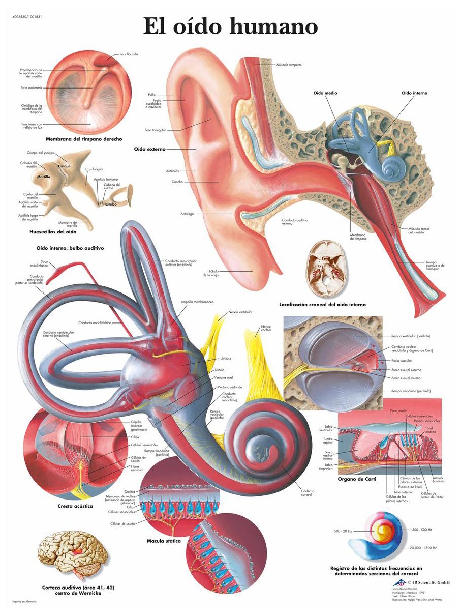 3B Scientific VR3243UU Printed on Paper, The Human Ear