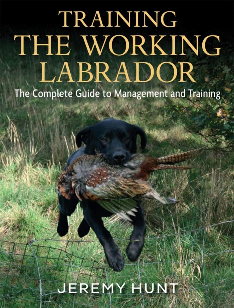 working labrador