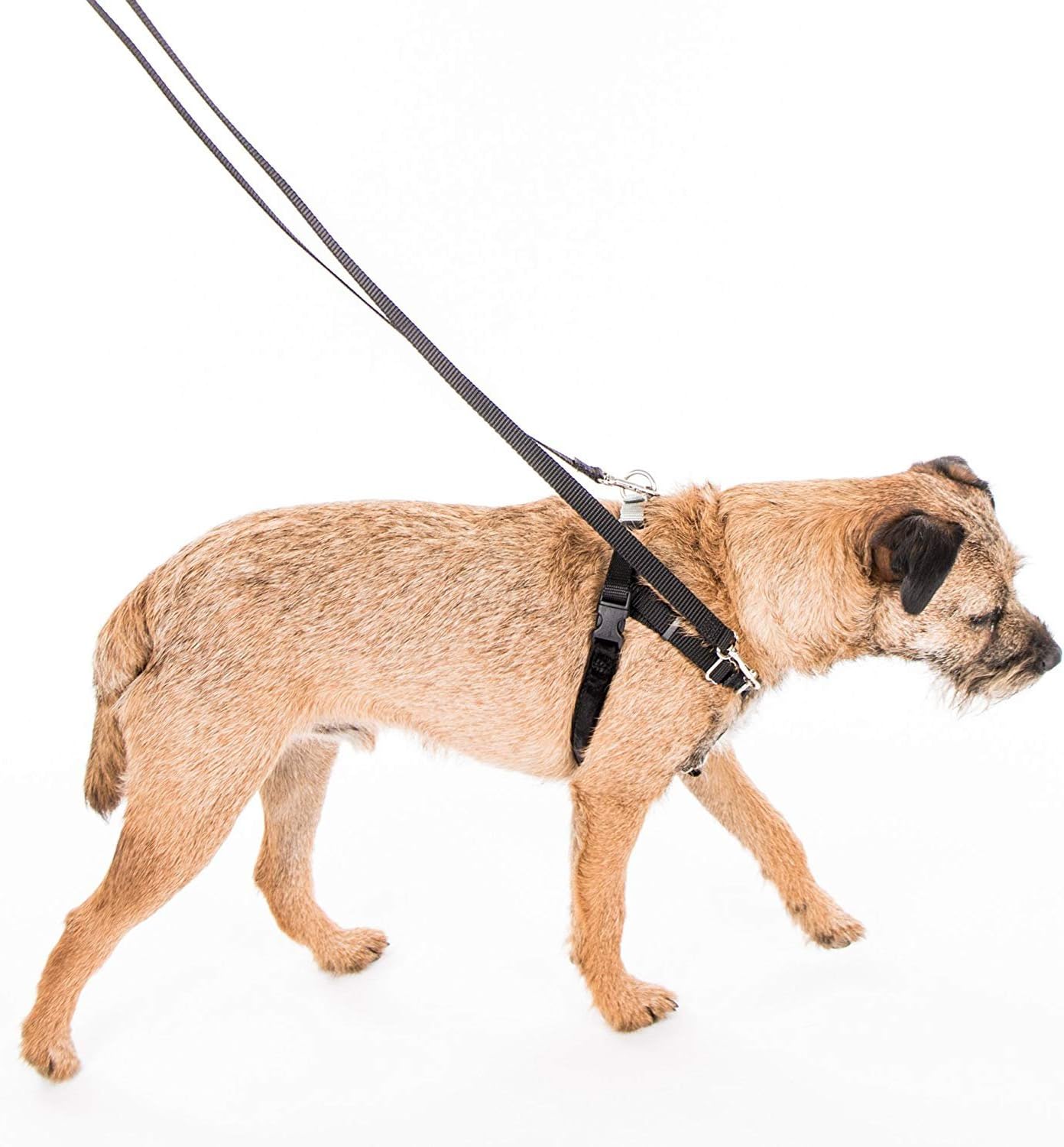 wiggles wags and whiskers harness