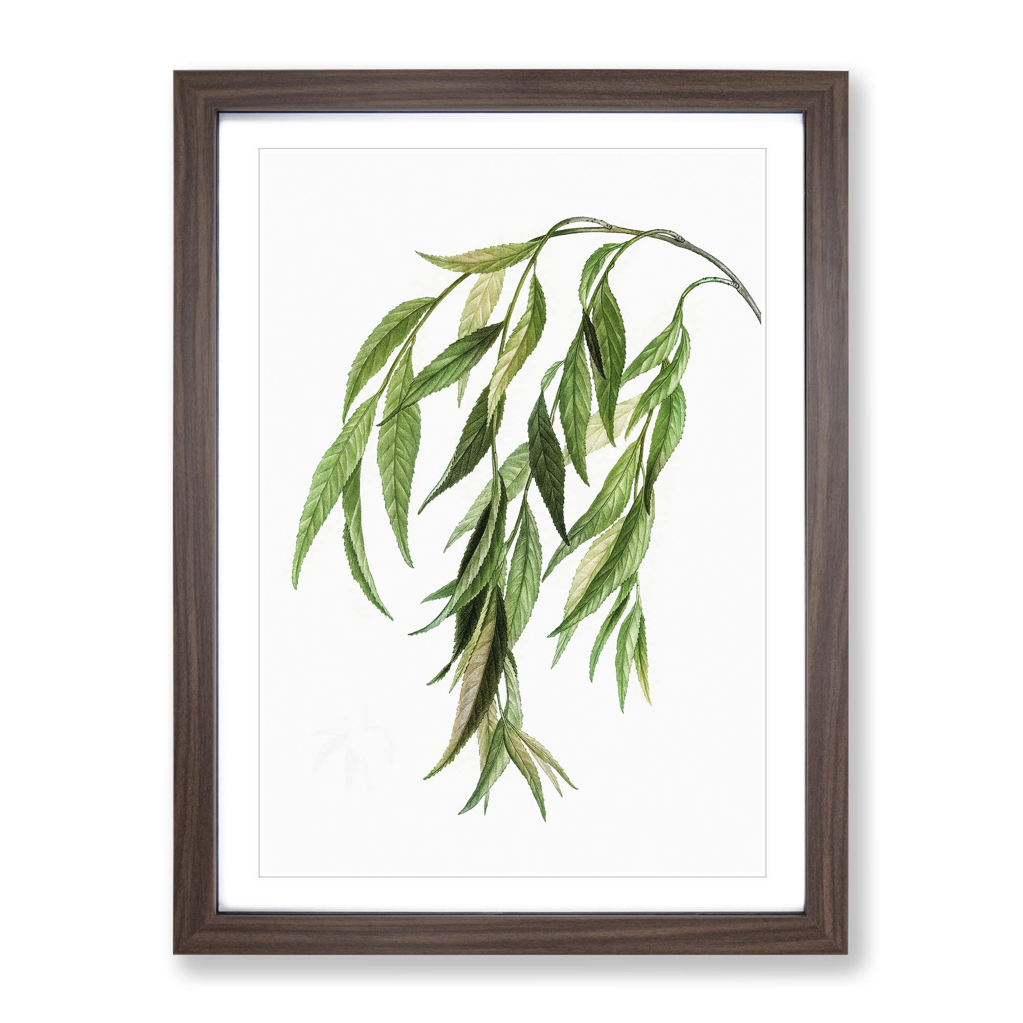 Weeping Willow Tree Branch By Pierre Joseph Redoute Vintage Framed Wall Art Print, Ready to Hang Picture for Living Room Bedroom Home Office Décor, Walnut A4 (34 x 25 cm)