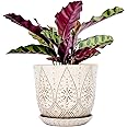 Gepege 8 Inch Plant Pot, Creamy White Ceramic Planter with Drainage Holes and Saucers for Plants Indoor and Outdoor Flower Pot