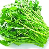 2000+ Seeds Kangkong Seeds - Rau Muong, Ong