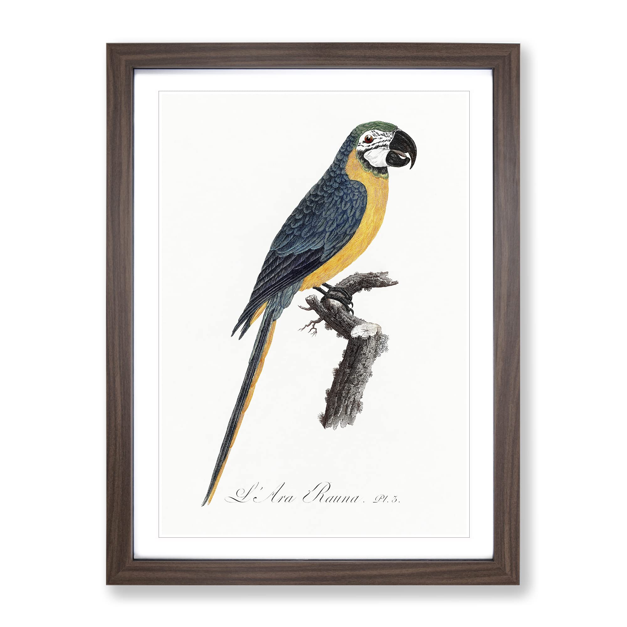 Blue And Yellow Macaw Parrot By F. Levaillant Vintage Framed Wall Art Print, Ready to Hang Picture for Living Room Bedroom Home Office Décor, Walnut A4 (34 x 25 cm)