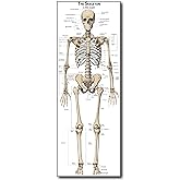Young N Refined Life Size Skeleton bones named Poster for classroom or lab printed on durable quality plastic FIXES UPDATED 2026(24"x66")