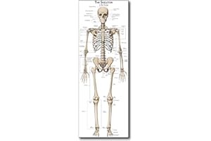 Life Size Skeleton bones named Poster for classroom or lab printed on durable quality plastic (24"x66") Young N Refined