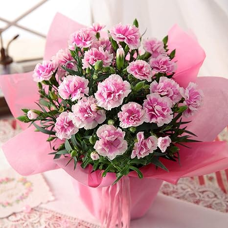 Amazon Bunbunbee 母の日 カーネーション鉢 ふわふわキュートな フィナンシェ 19 観葉植物 オンライン通販