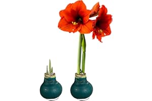 THE THREE COMPANY Waxed Amaryllis Bulb 2-Pack– Green Wax with Red Blooms – Live Holiday Gift Plant, Easy Care, No Watering Needed