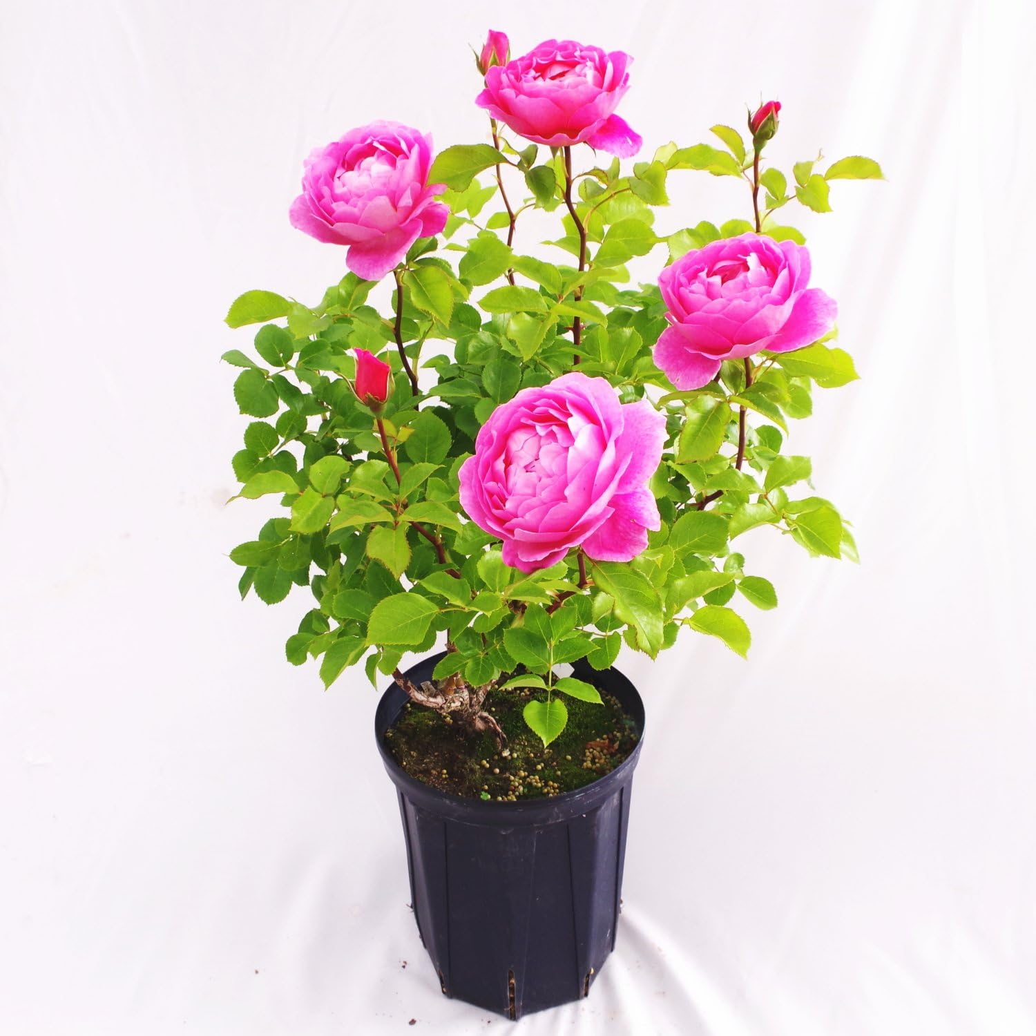 Amazon 株 赤塚植物園 バラ大苗 フラゴナール 7号 花