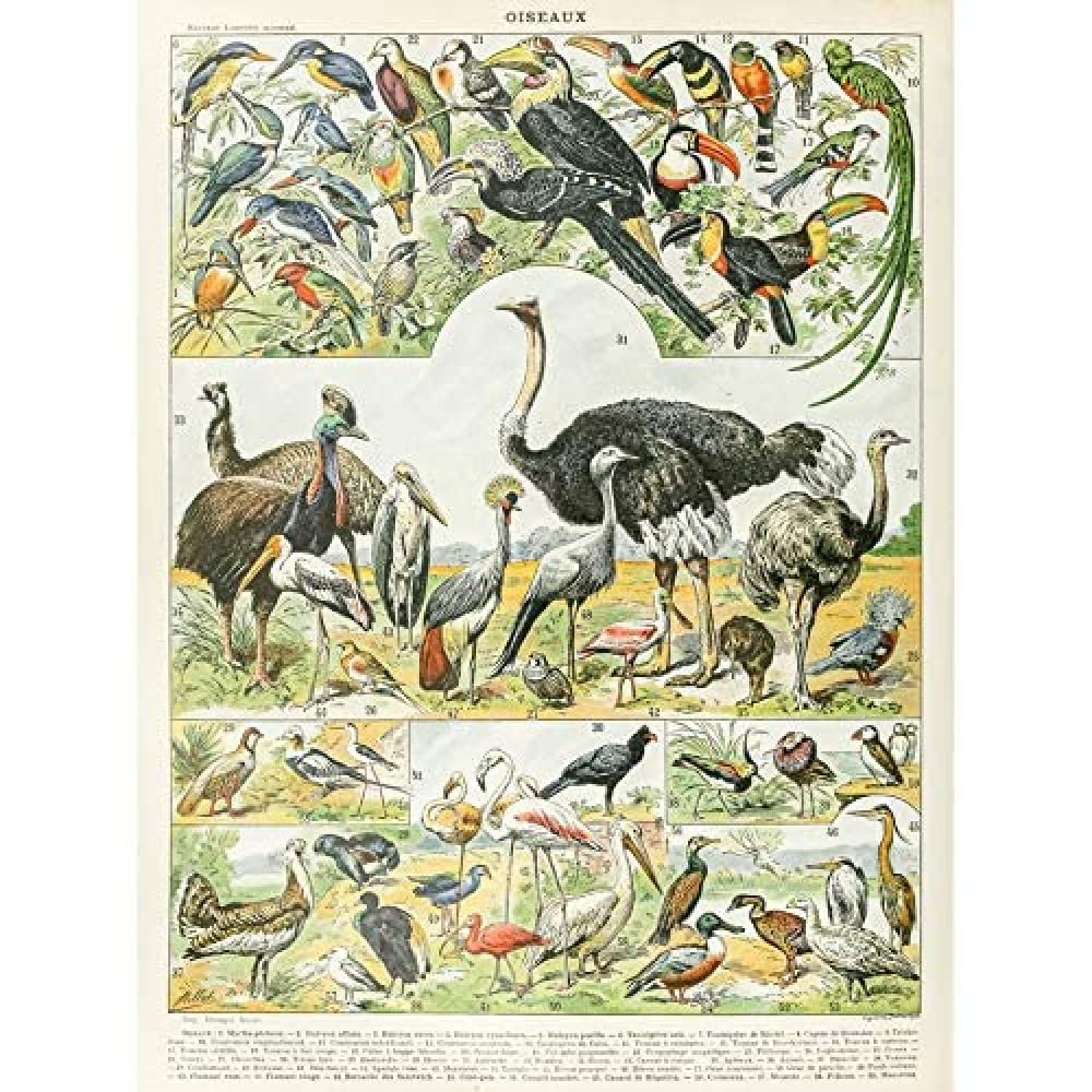 Artery8 Millot Encyclopedia Page Birds Ostrich Emu Unframed Wall Art Print Poster Home Decor Premium