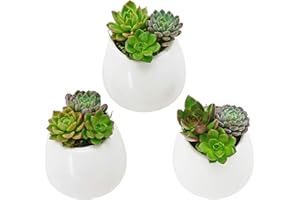 Arcadia Garden Products WP25 Small Round Wall Planter 3-Pack-Glossy White