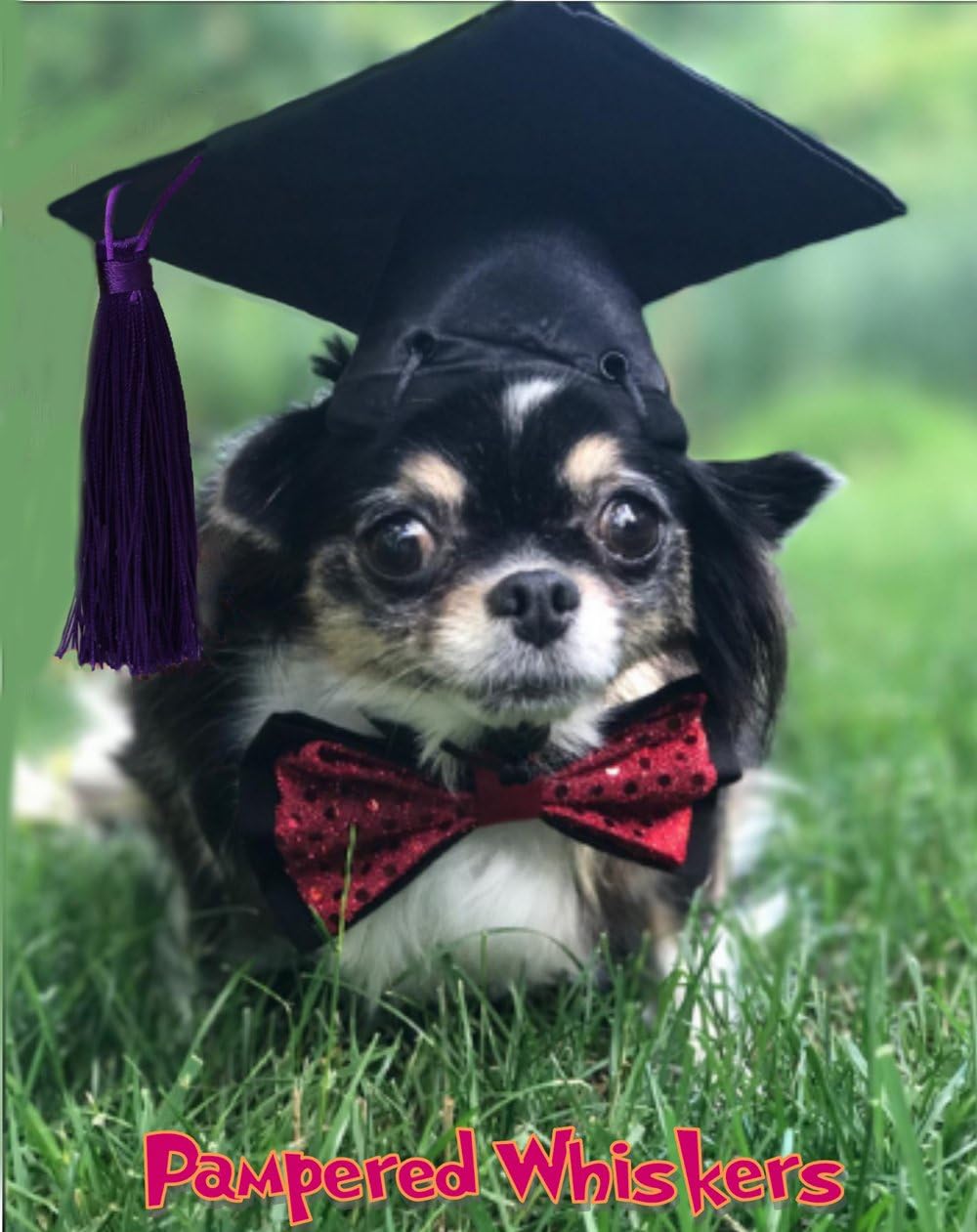 Pampered Whiskers Graduation Cap for Dogs and Cats - Your Choice of Tassel Color