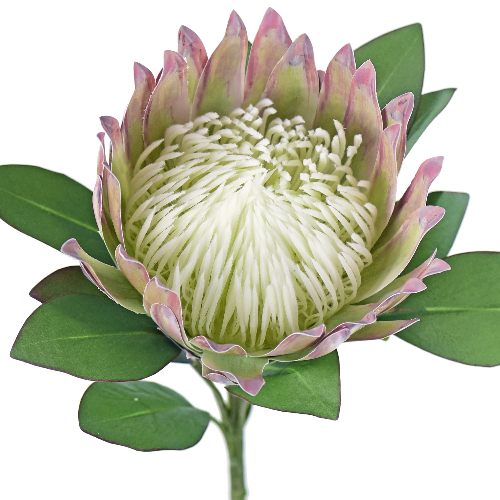 FiveSeasonStuff 1 Stem King Protea Real Touch Silk Artificial Flowers for Wedding Bouquet Home Kitchen 76cm Tall Tropical Flower Arrangements Decor (Floral White)
