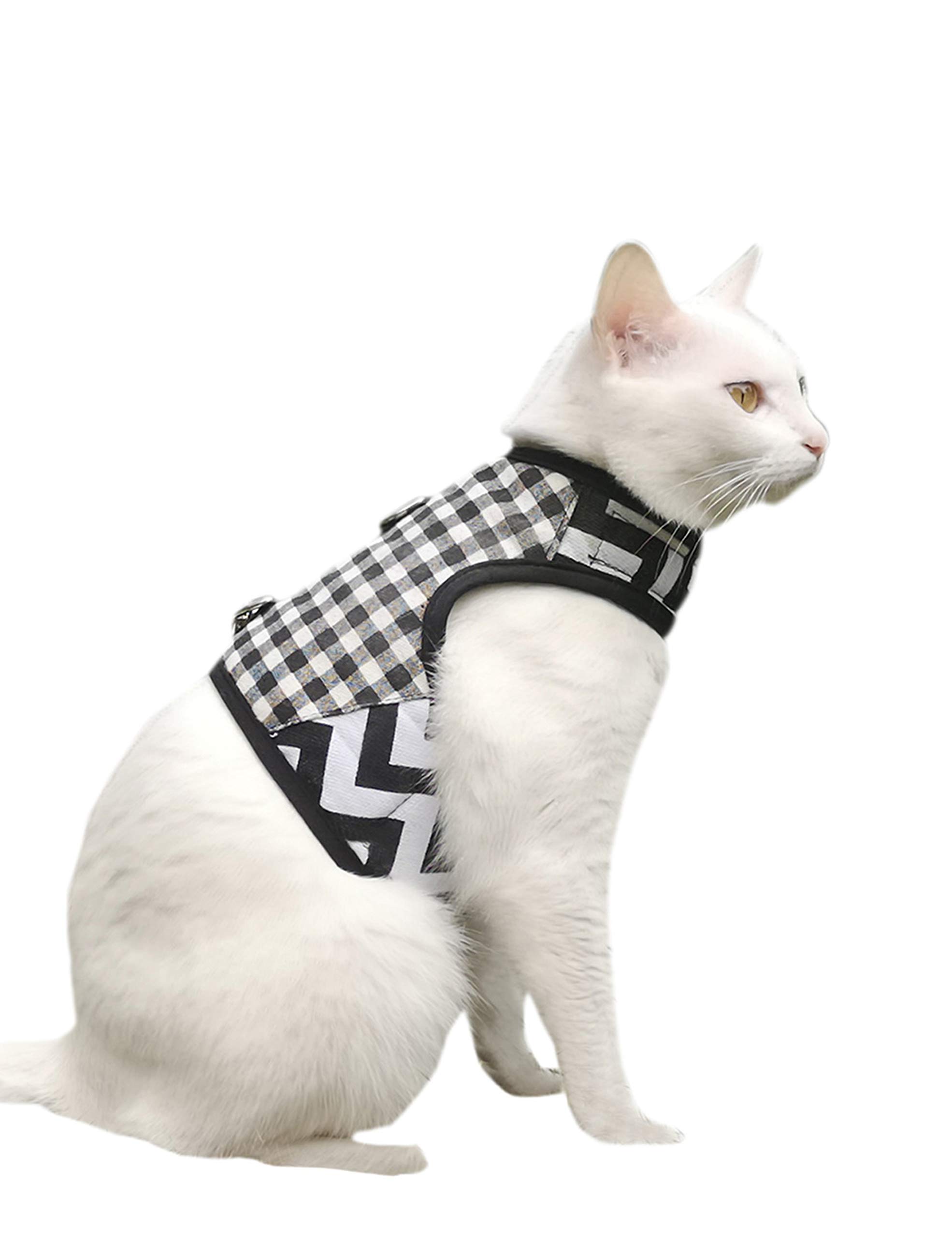 cat walking jacket