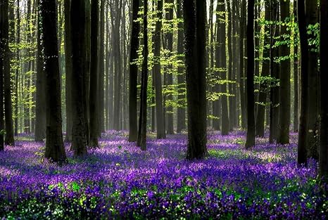 Amazon Com Beautiful Forest Blue Flowers Natural Scenery Art Print Canvas Poster 24x36inch Posters Prints