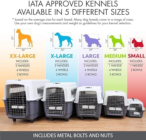 chihuahua and shih tzu mix full grown