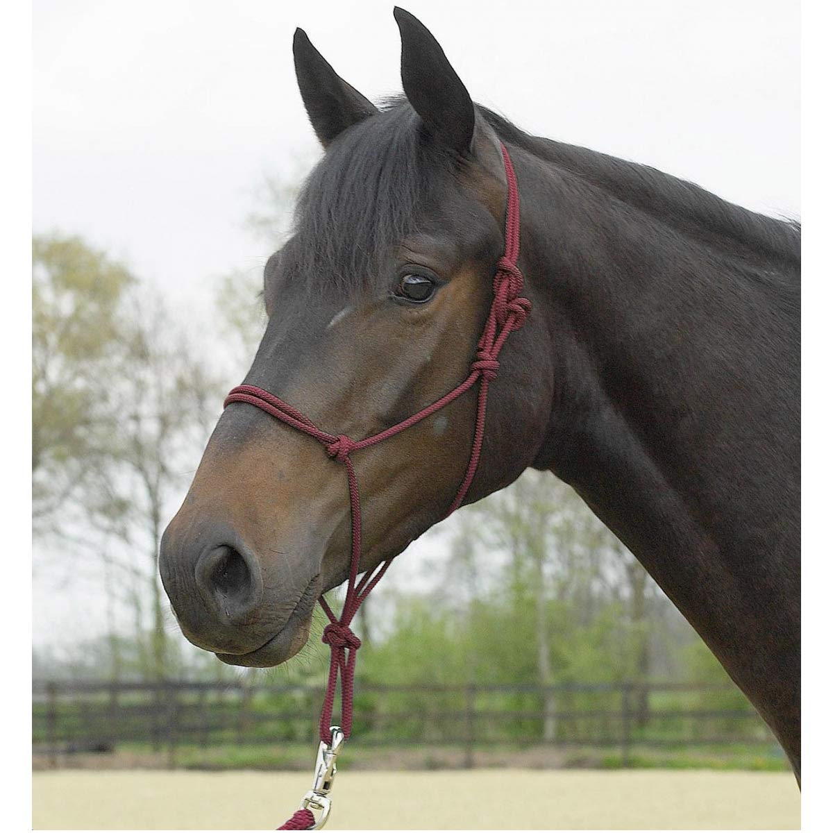 Busse Knot Halter Standard, Bordeaux, Pony/Thoroughbred