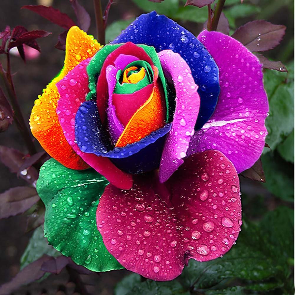 Onbio 500Pcs/Pack Colorful Rose Seeds Perennials Beautiful Flowering Rose Bonsai Plant Seeds Home Garden