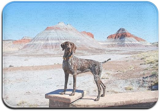 german shorthaired pointer standard