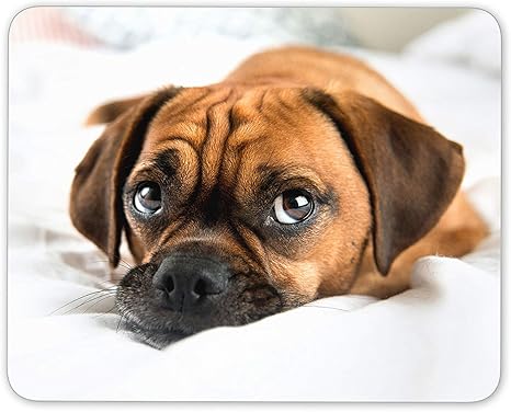 puggle puppy pictures