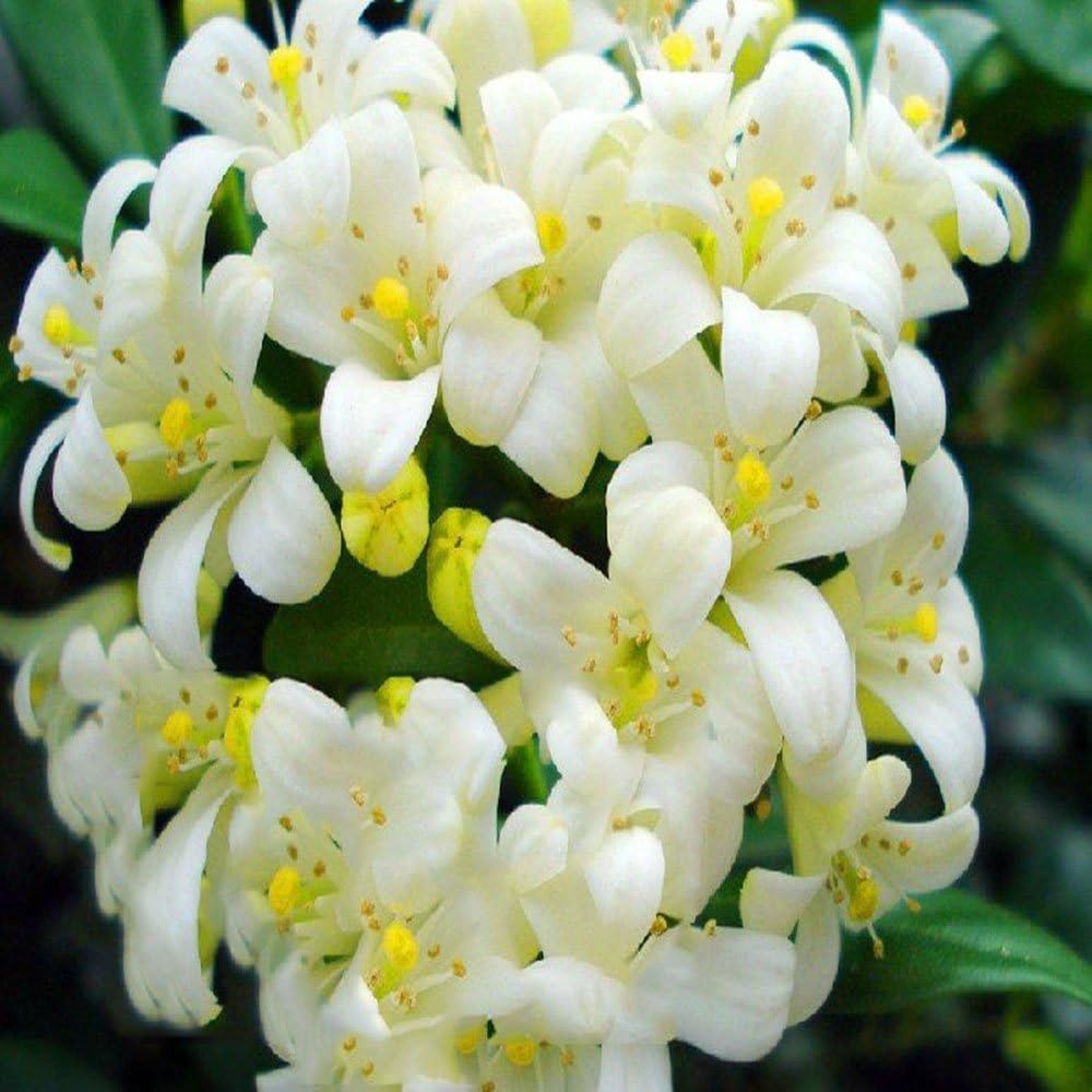 Best Garden Seeds Original 100% Ture Murraya Paniculata Orange Jasmine Flower Seeds, Professional Pack, 200 Seeds/Pack, Strong Fragrant Evergreen Shrubs