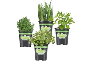 Bonnie Plants Pet Friendly Garden Plants (4-Pack), Live Plants, Cat & Dog Friendly Herbs, Catnip, Pet Grass, Sweet Mint & Oregano