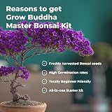 Grow Buddha Master Bonsai Growing Kit - Six Seed Indoor Bonsai Set view 8