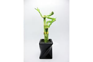 9GreenBox - Live 3 Style Lucky Bamboo Plant Arrangement w/ Piano Paint Black Ceramic PotGift