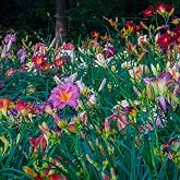 6 Pack - Daylilies by The Dozen, Easy to Grow, Growers Choice (6 Bareroots)