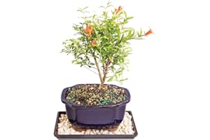 BRUSSEL'S BONSAI Brussel's Live Dwarf Pomegranate Indoor Bonsai Tree - 5 Years Old; 8" to 12" Tall with Decorative Container, Humidity Tray & Deco Rock