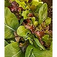 Burpee Sweet Salad Mix Mesclun Seeds 750 seeds