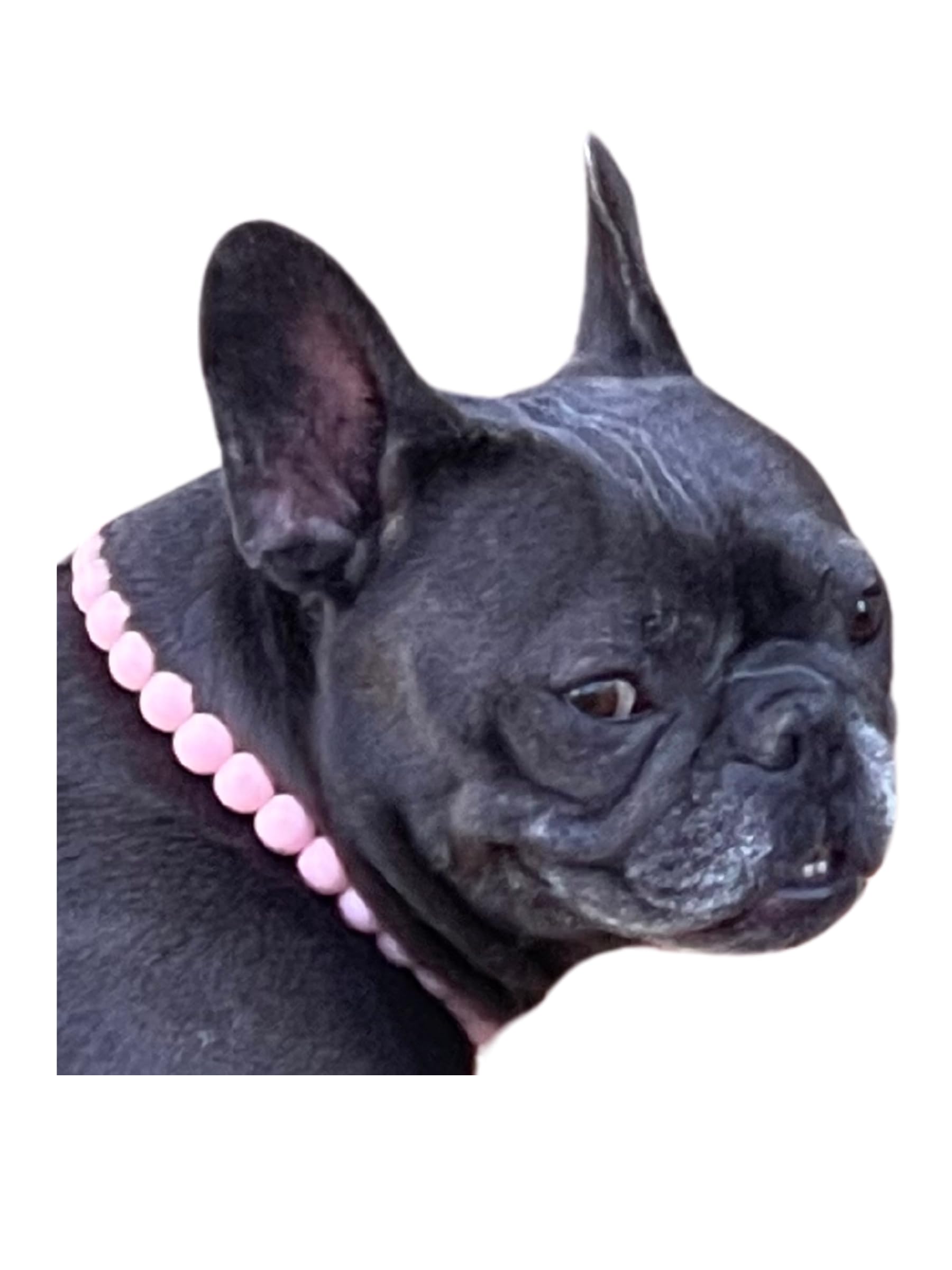 Dog Necklace (X-Small (12"), Solid, Light