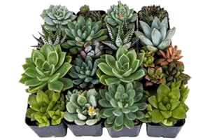 DecoBlooms Unique Succulent Plants (Collection of 16) - Fully Rooted in Planter Pots with Soil - Real Live Potted DIY Assorted Succulents