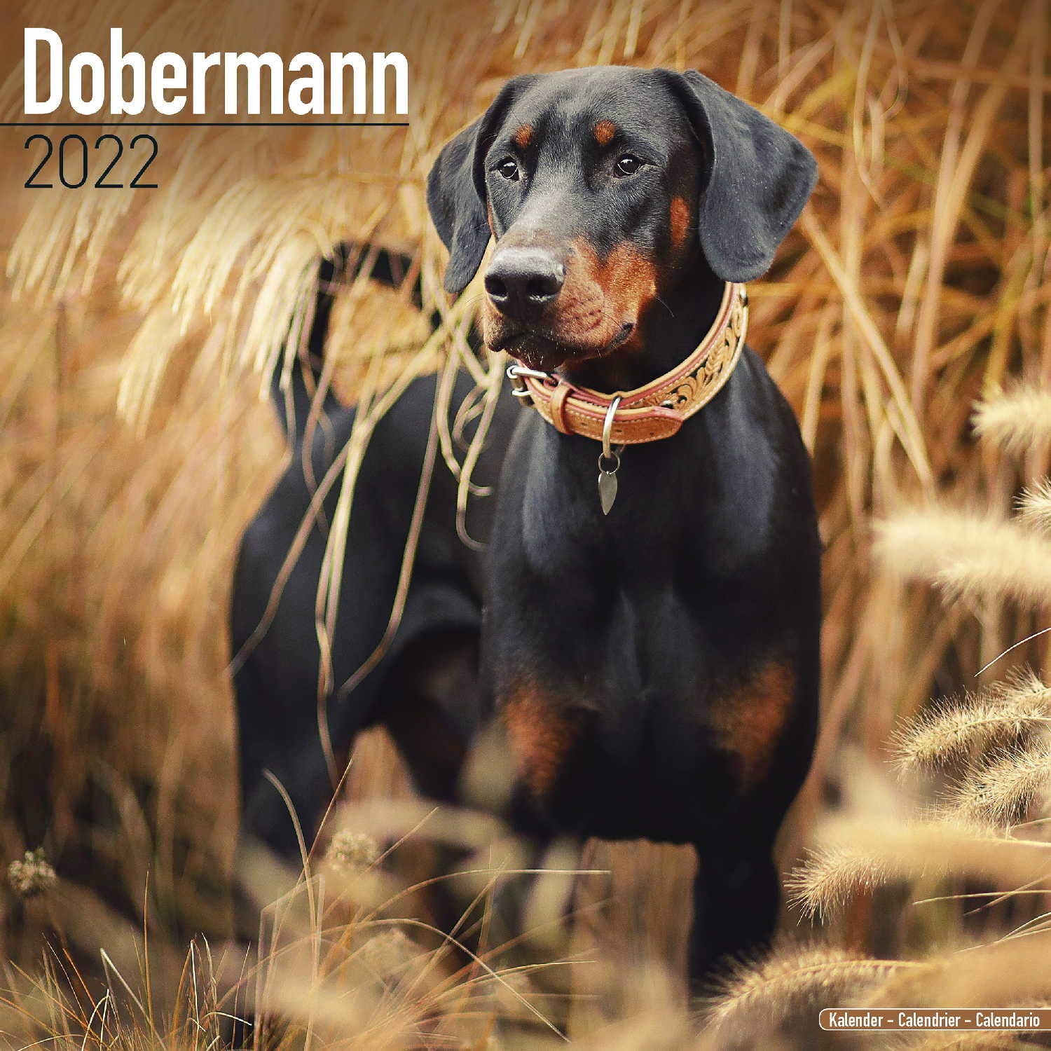 Dobermann 2022 Wall Calendar : Avonside Publishing Ltd: Amazon.fr: Livres