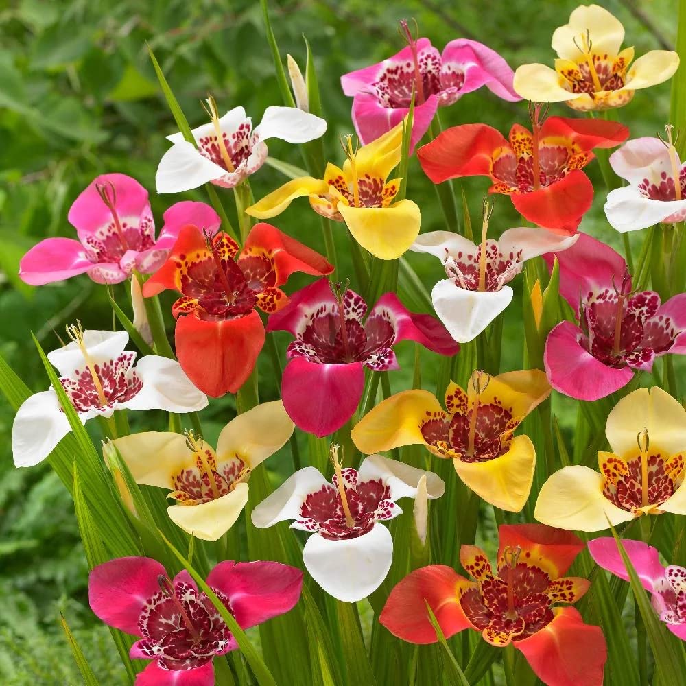 8 x Tigridia Mixed Bulbs – Brightly Coloured Exotic Looking Plants – Easy to Grow – Perennial – Mexican Shell Flower or Tiger Flower – for Your Beautiful Garden