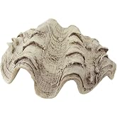 Treasure Gurus Cast Replica Hippopus Clam Shell Tridacna White and Gray Clamshell